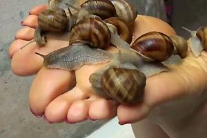 Barefoot snail