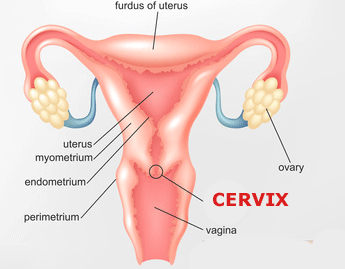 best of Cervix Fuck g position