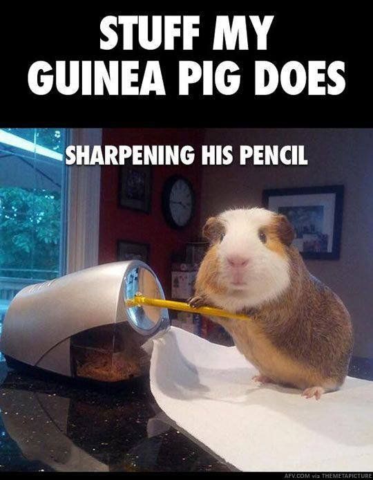 Peppermint reccomend Guinea pigs having fun