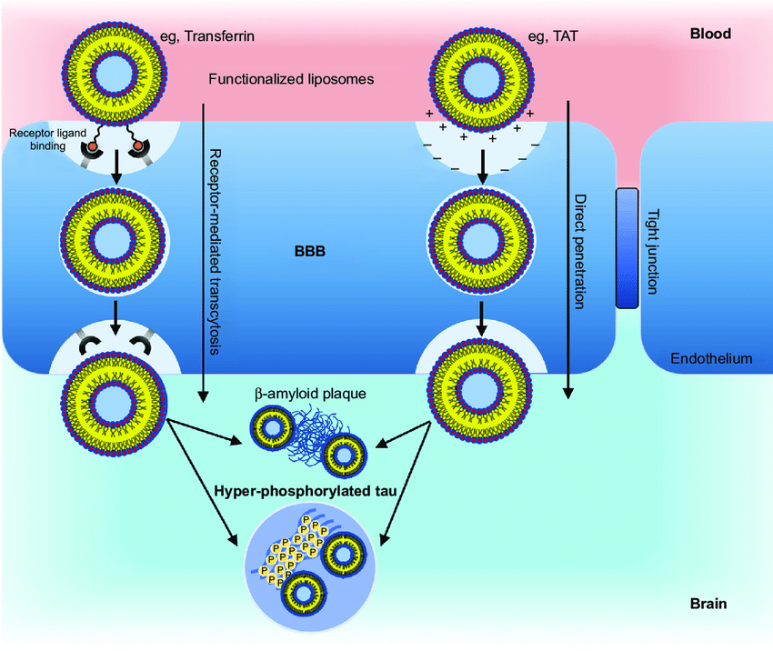 Mechanism of receptor mediated direct penetration