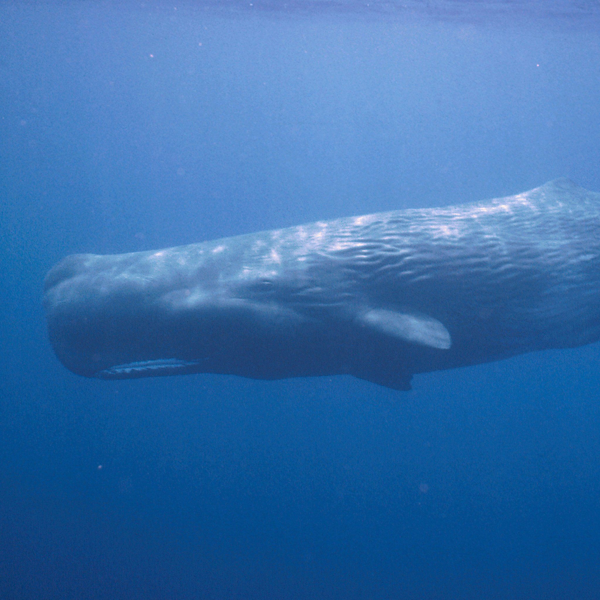 Orbit reccomend sperm whale the things about Unique