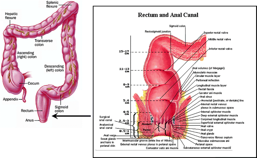 best of Rectal anal Anatomy juncture of