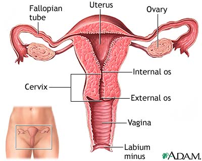 Side Z. recomended organ Vagina digestive