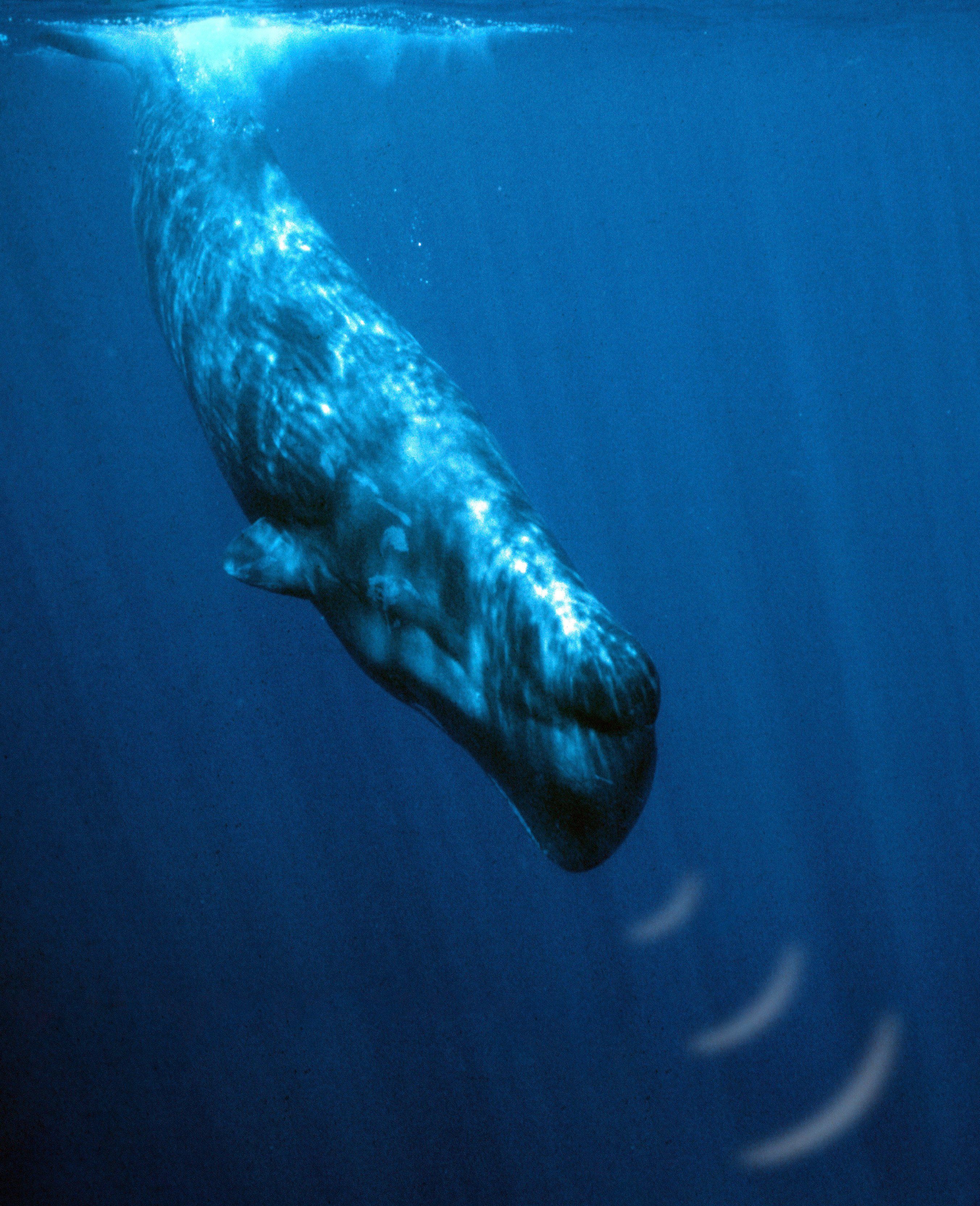 Listen to the sperm whale