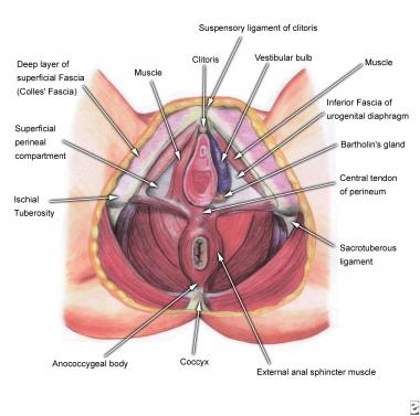 best of Repair perineal Rectum penetration