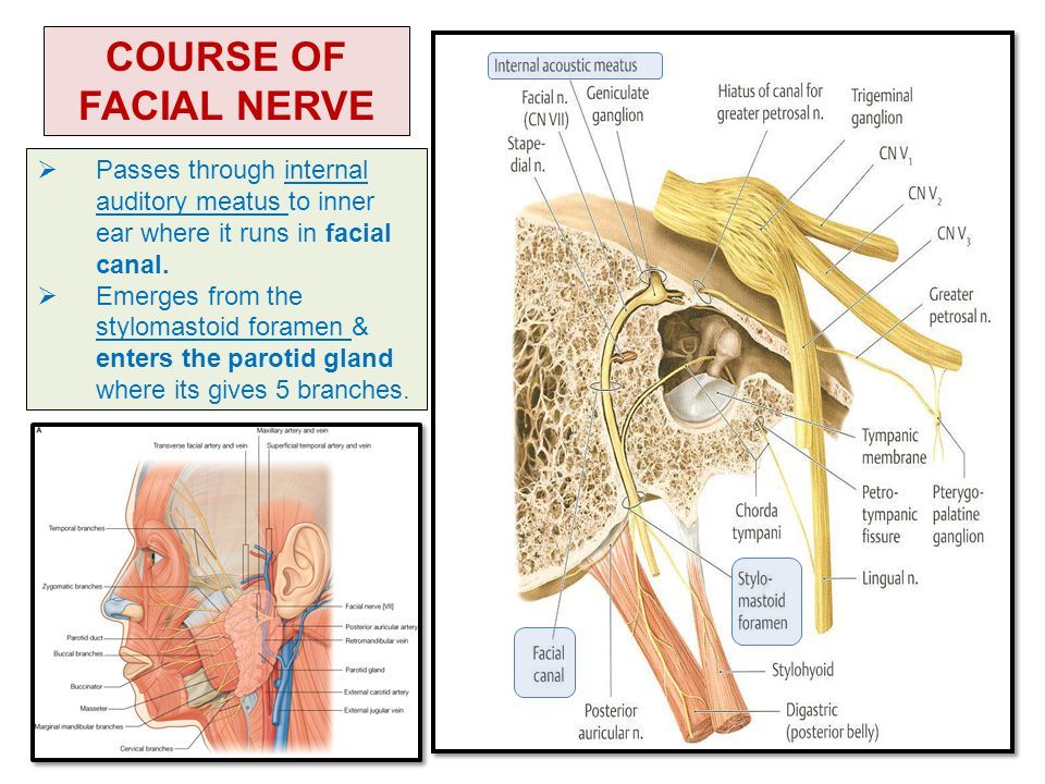 Facial nerve passes through