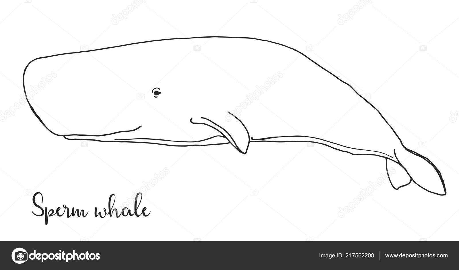 Sketch a sperm whale