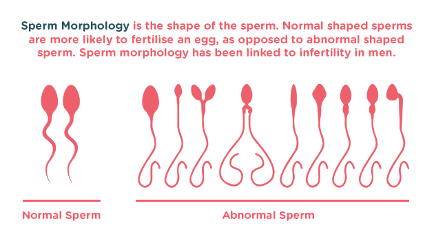best of Sperm Getting healthy