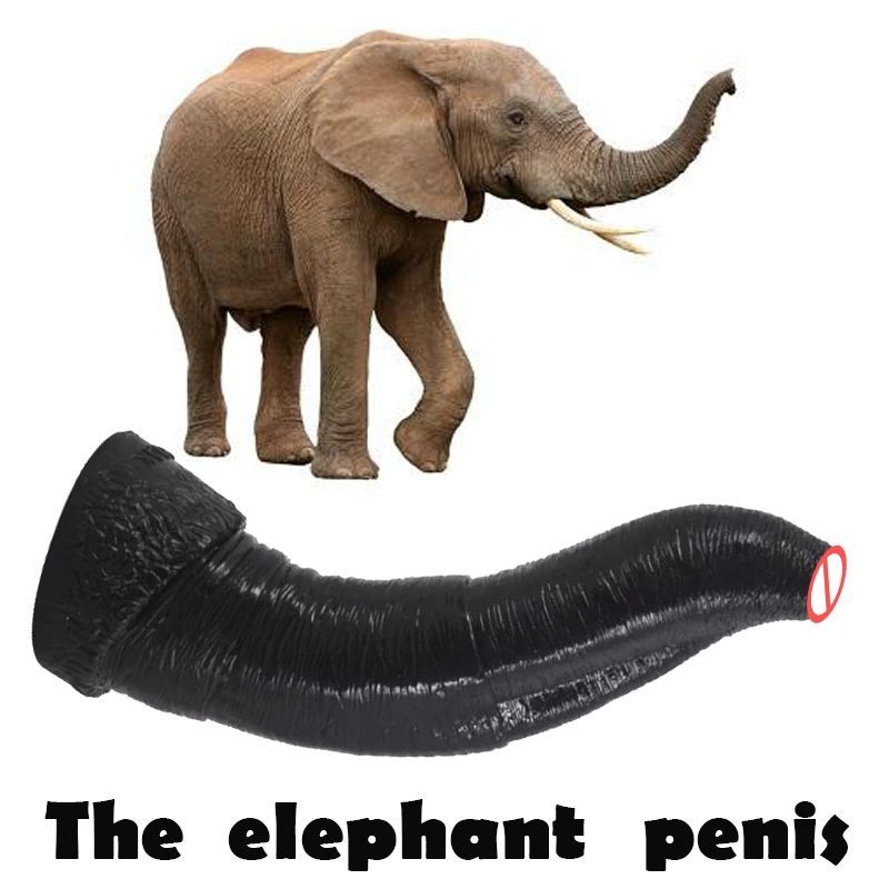 best of Elephant an Man masturbates