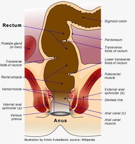 Susie Q. reccomend Spasm anal sphincter muscle