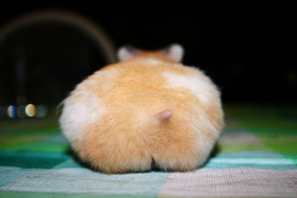 best of Ass Hamsters up the