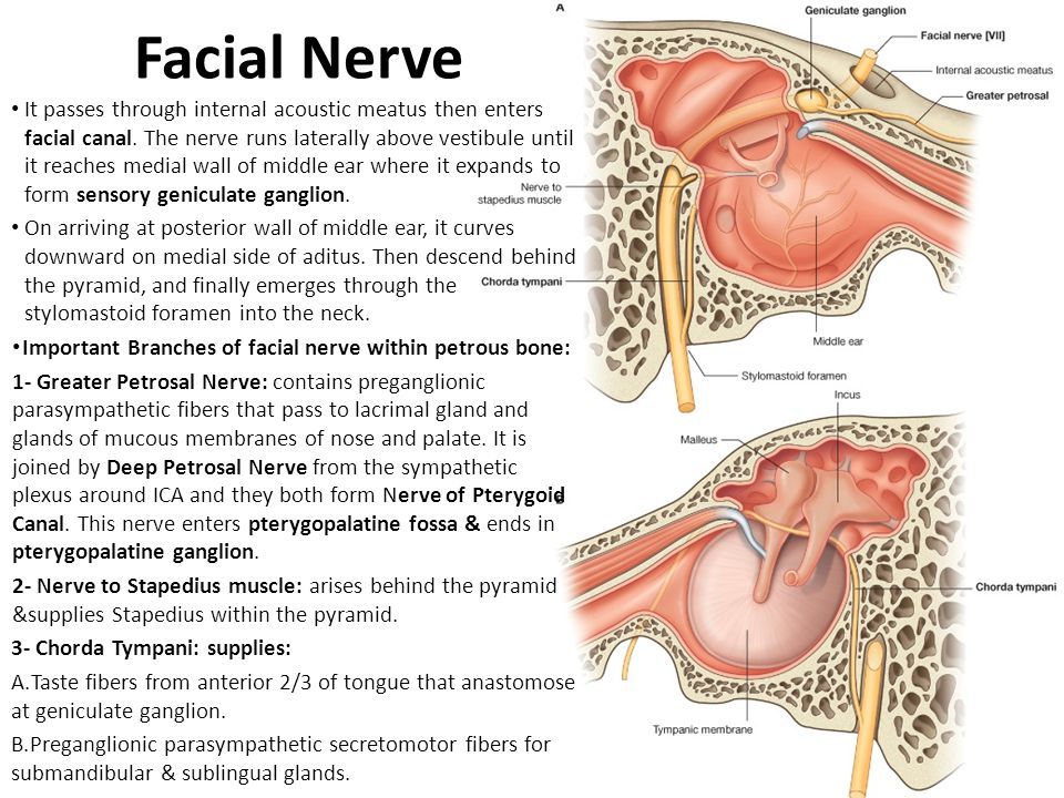 The E. Q. reccomend Facial nerve passes through