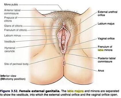 best of Of vagina the human view External