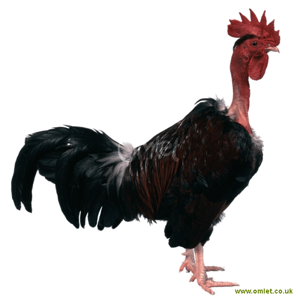 best of Turken necks breeds Chicken naked