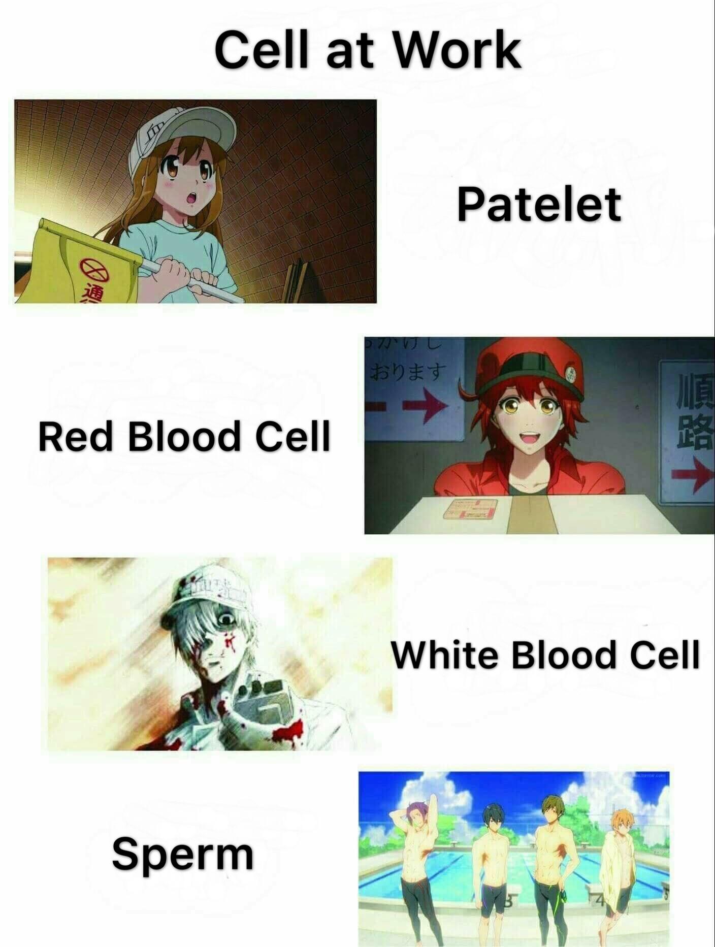Bazooka reccomend White and red blood cells in sperm
