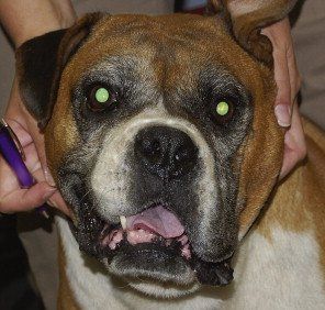 Facial nerve paralysis canine