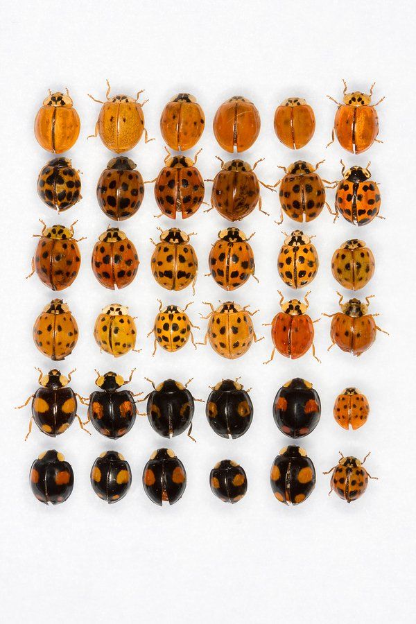 Hot C. reccomend Asian multicolored ladybug