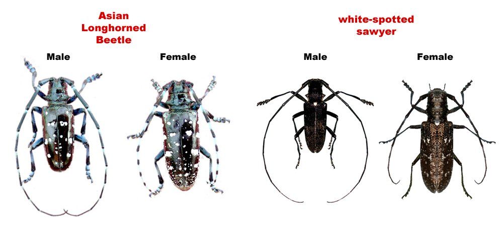 Sling reccomend Asian longhorned beetle in massachusetts