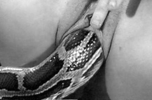 Girl Having Sex With Snake