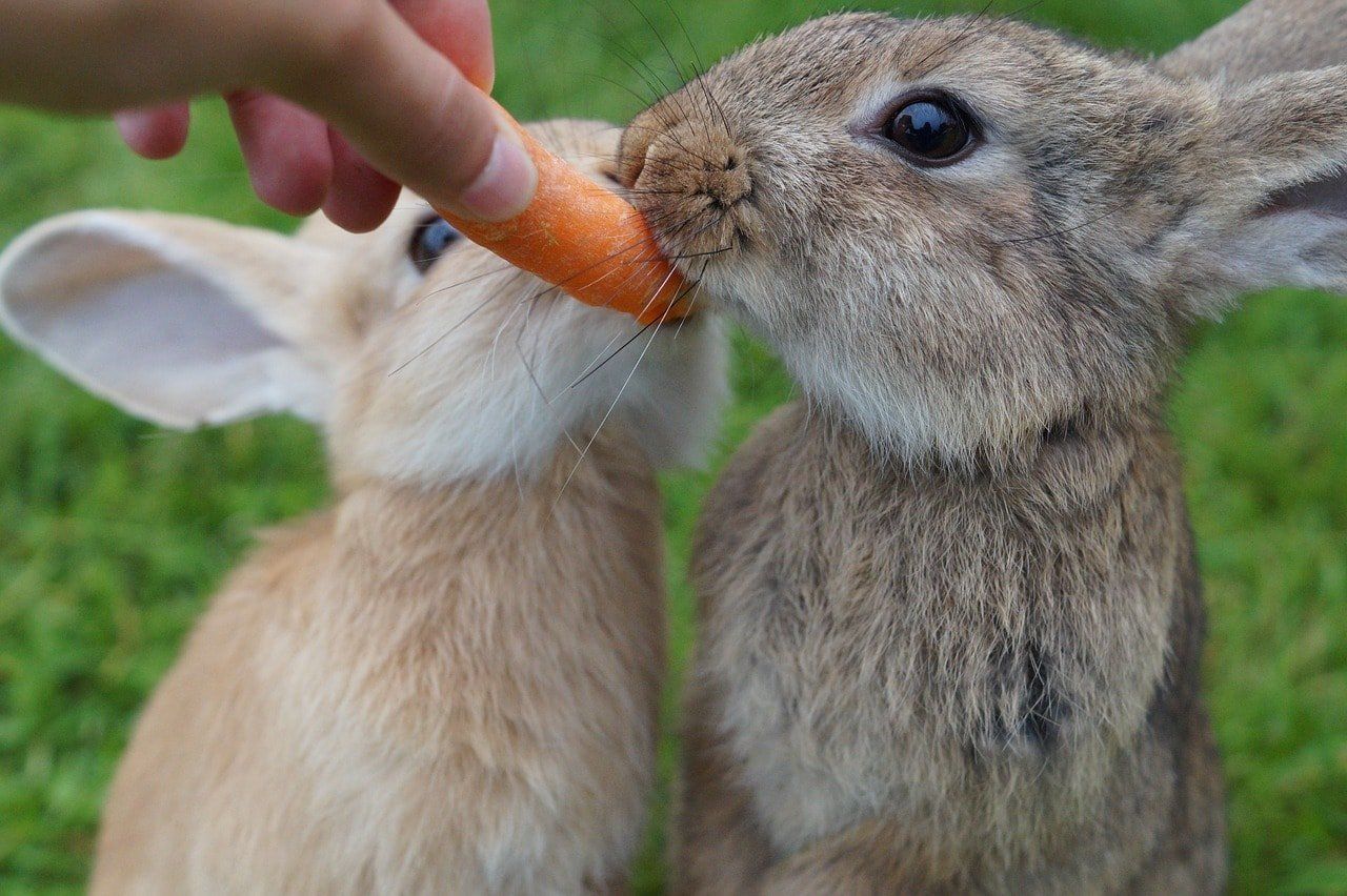 Daisy C. reccomend Adult rabbit food eats