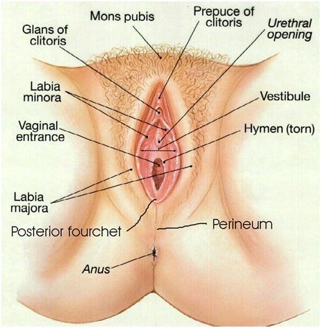 Female genitalia anus