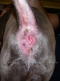Canine anal gland inflammation