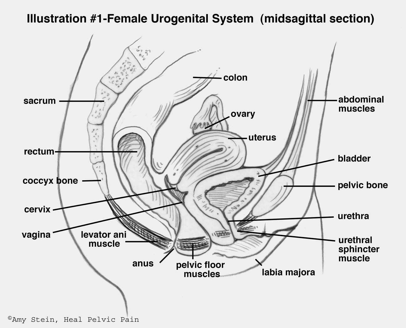 Robin H. reccomend The anatomy of the female orgasm