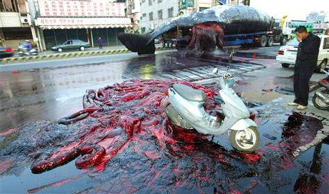 Black M. reccomend Sperm whale explosion tainan pictures