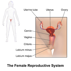 Vagina digestive organ