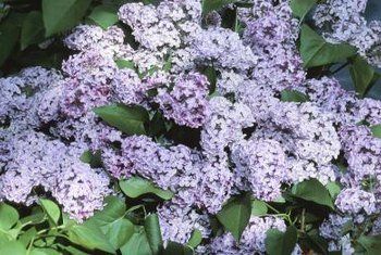Care for a mature lilac bush
