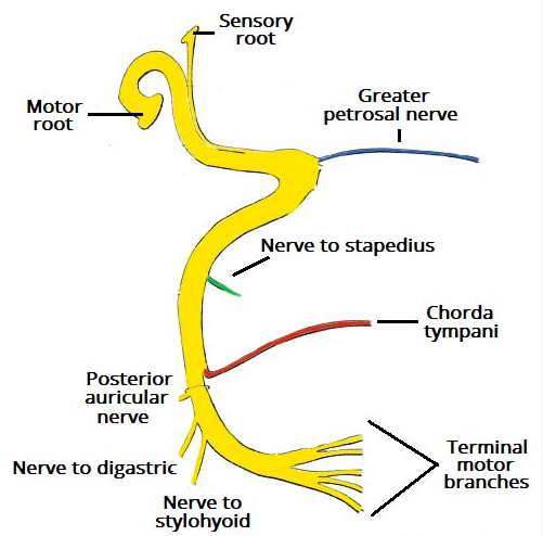 Storm recomended nerve Peripheral facial
