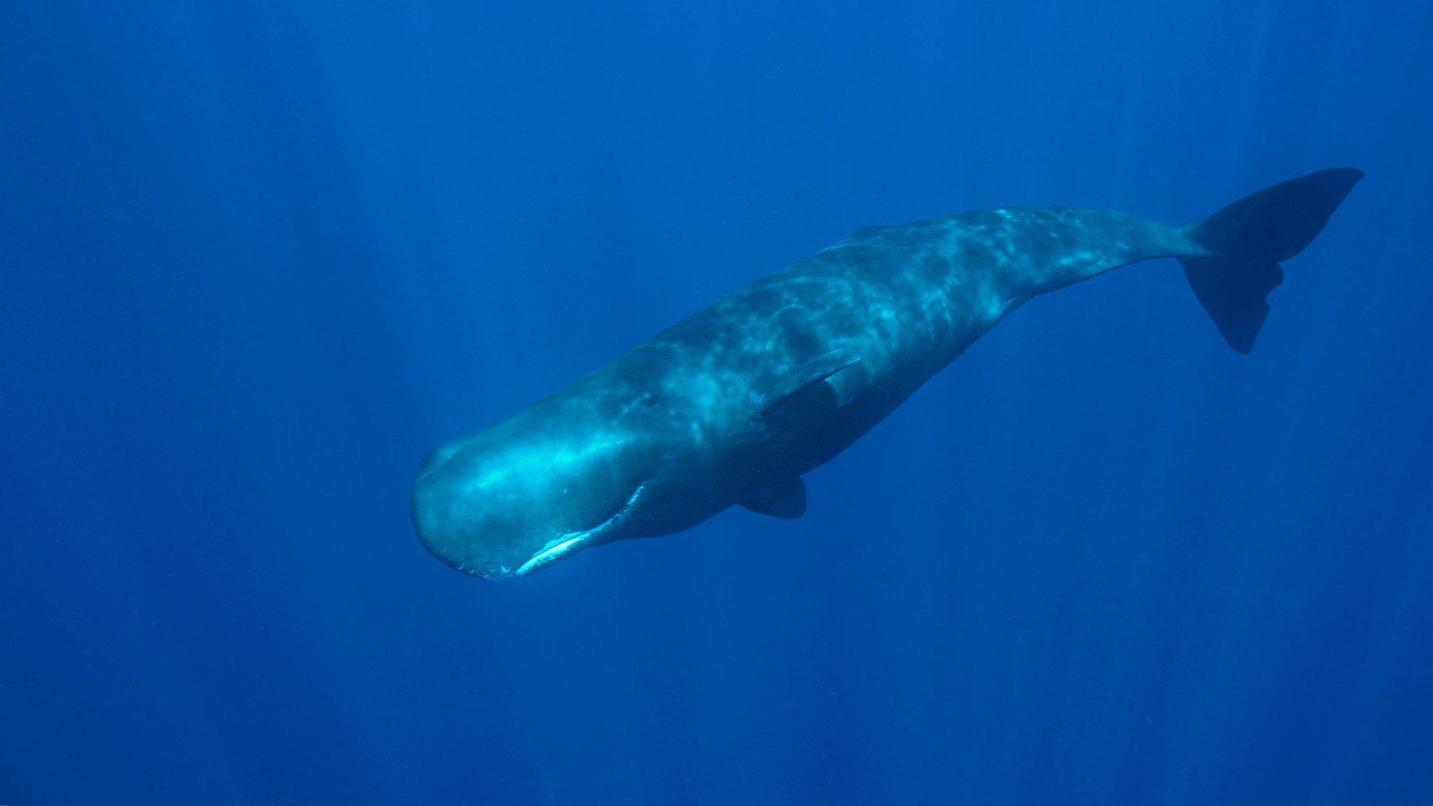 Unique things about the sperm whale