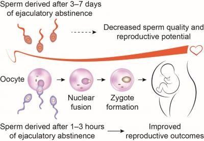 Black L. recommend best of sperm frequent New study sex