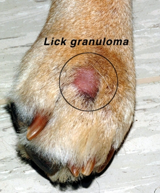 Chef reccomend Acral lick granduloma