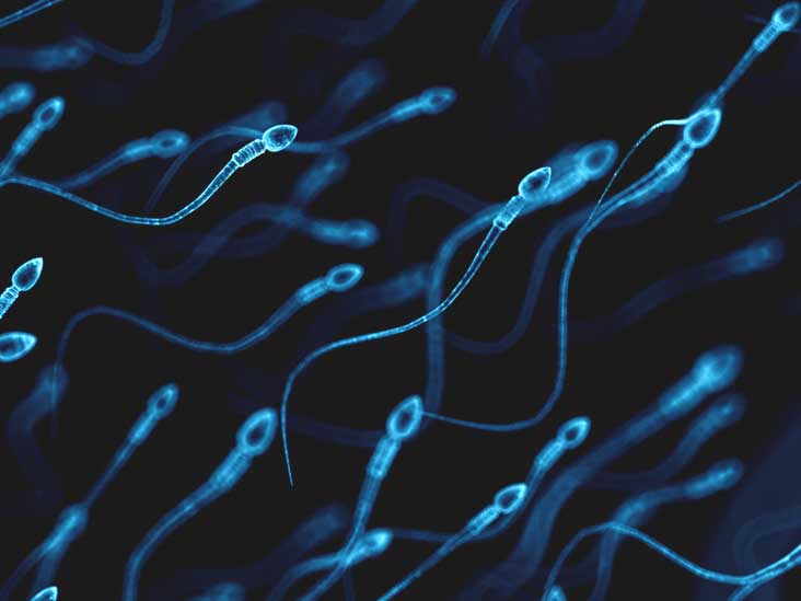 For how long can sperm survive in water