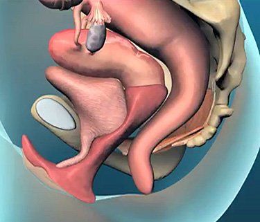 Animation Of Woman Insides