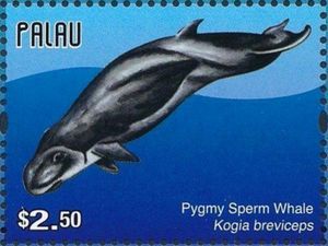 New N. recommend best of sperm whale breviceps Pygmy kogia