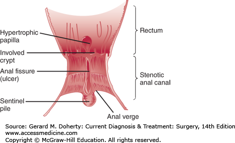 Anatomy of anal rectal juncture