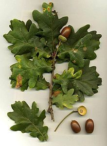 best of Marcescent Mature oak