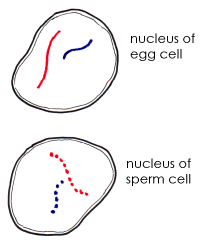 best of Sperm cell Nucleus of the