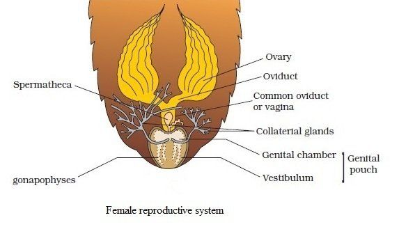 Bullseye reccomend Cockroach in vagina Cockroach Inside Your Vagina