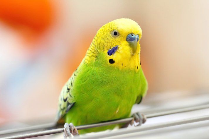 Recruit reccomend Parakeet with diarrhea and plucking feathers around anus