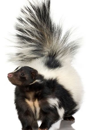 Fun facts about skunks