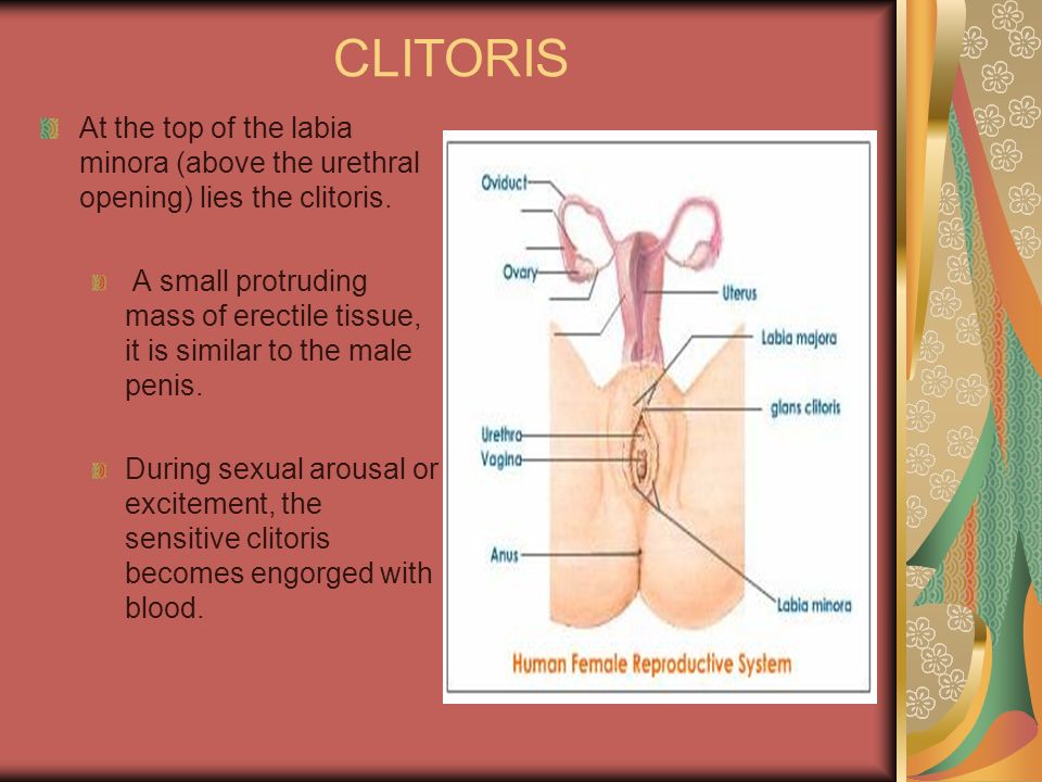 Moonshine reccomend Blood engorged clitoris