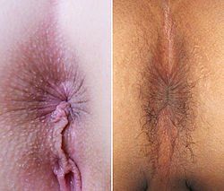 Anal sex return to normal size