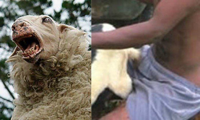 The E. Q. recomended Having sex with sheep
