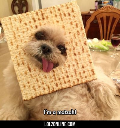 Funny matzah