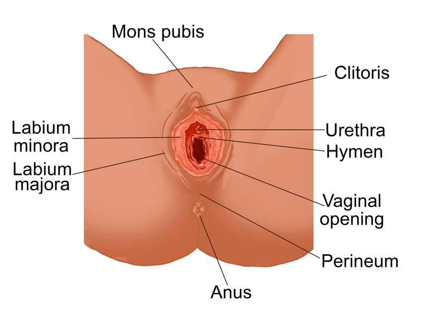 Clitoris labia minora