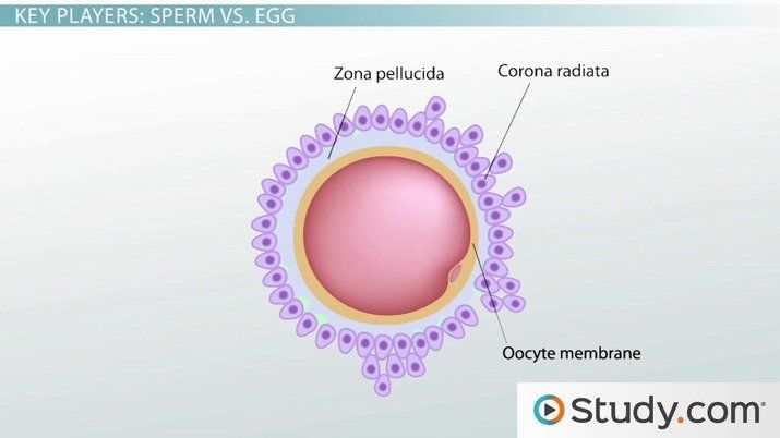 CatвЂ™s E. reccomend Genetic engineering sperm and zygote banking