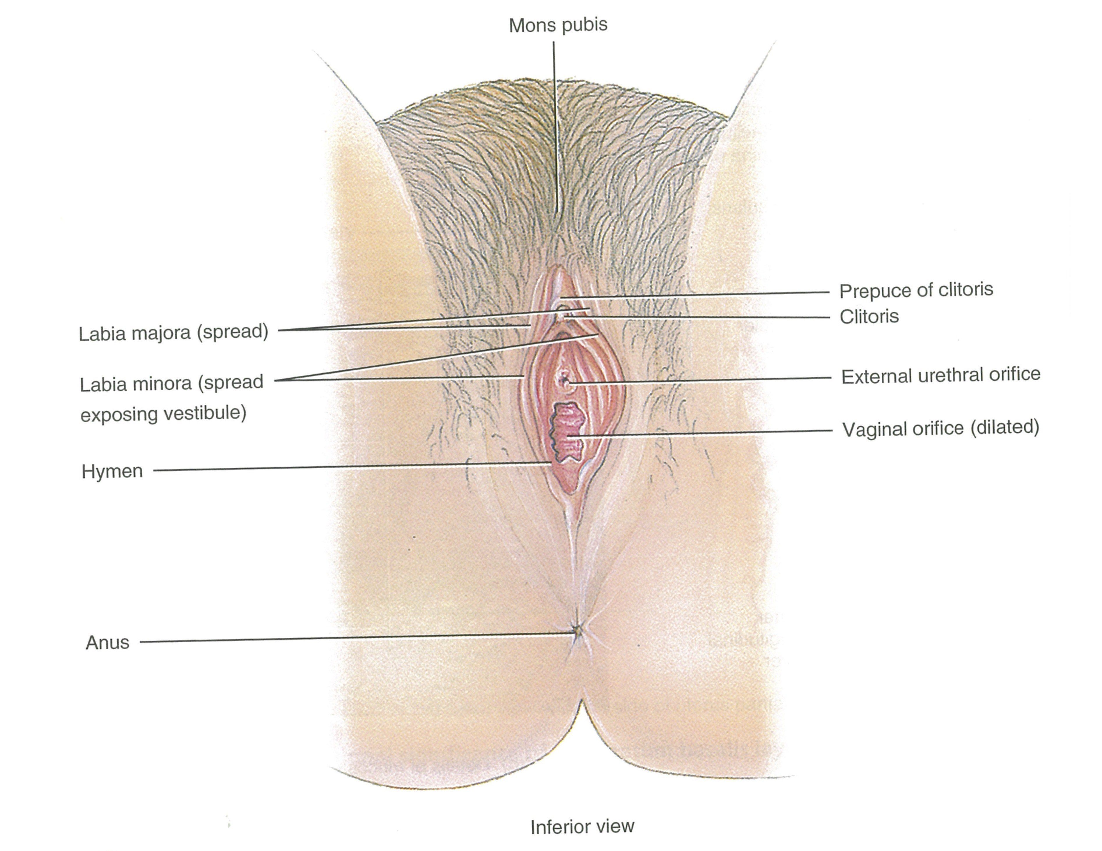 Mad D. reccomend Map of clitoris